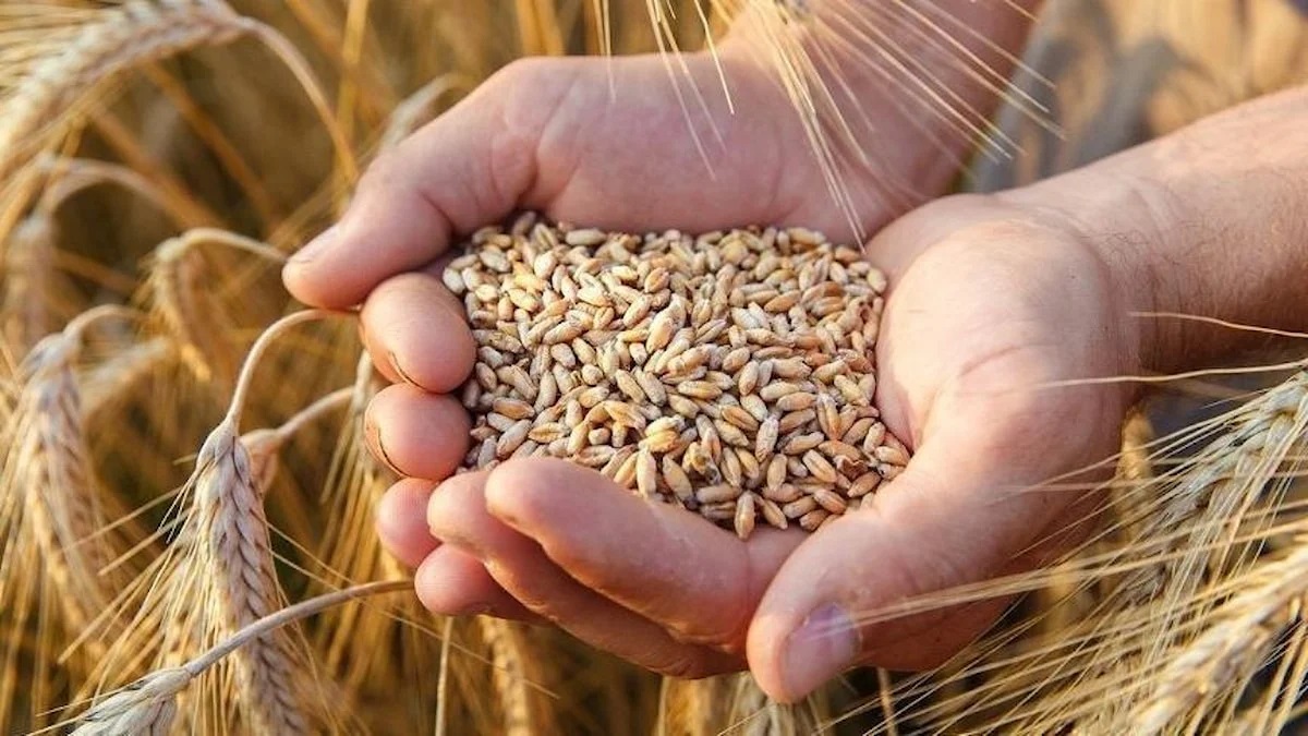 Dalgalı Grafiklerle Değişen Buğday ve Arpa Fiyatları: TOBB Güncel Durum Ne?
