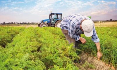 Çiftçilerin Yüzünü Güldürecek Haber: Temmuz Ayı Tarımsal Destek Ödemeleri Hesaplara Yatırıldı!