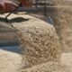 TMO Genel Müdüründen Buğday ve Arpa Fiyatları Hakkında Önemli Açıklama