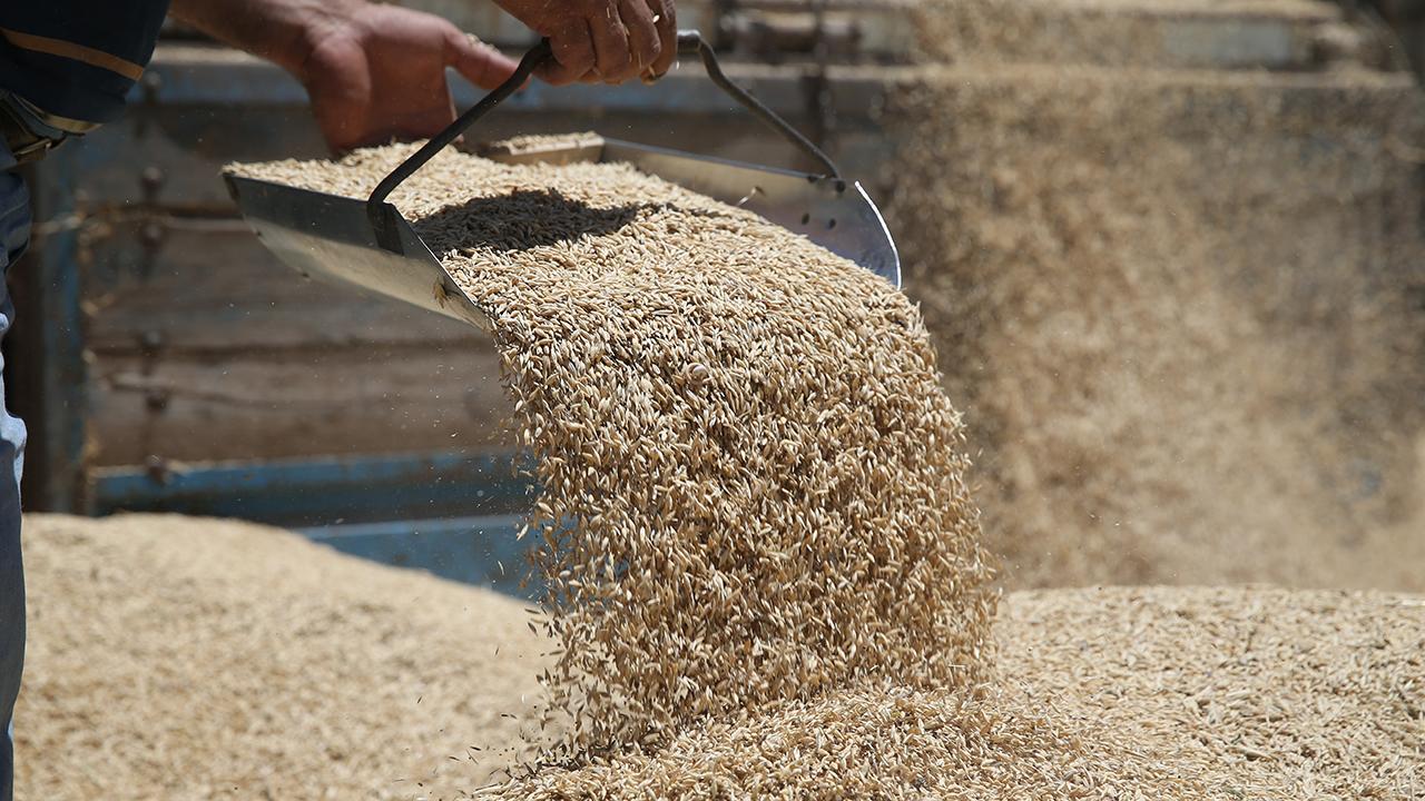 TMO Genel Müdüründen Buğday ve Arpa Fiyatları Hakkında Önemli Açıklama