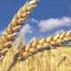 TOBB Buğday ve Arpa Fiyatları Belli Oldu! İşte Yeni Arpa ve Buğday Fiyatları