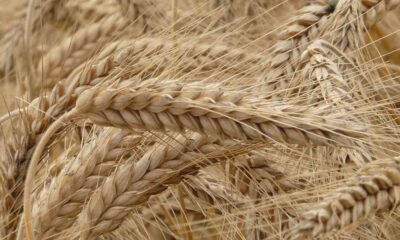 Buğday Fiyatları Son Beş Ayın Zirvesinde! Fiyatlar Ne Kadar Artacak?