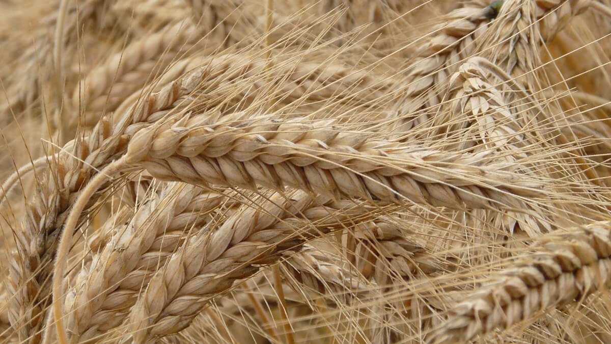 Buğday Fiyatları Son Beş Ayın Zirvesinde! Fiyatlar Ne Kadar Artacak?
