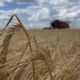 Buğday ve Arpa Fiyatları Yükseliyor! Hasat Sonrası TMO Satış Fiyatının Bile Geçti