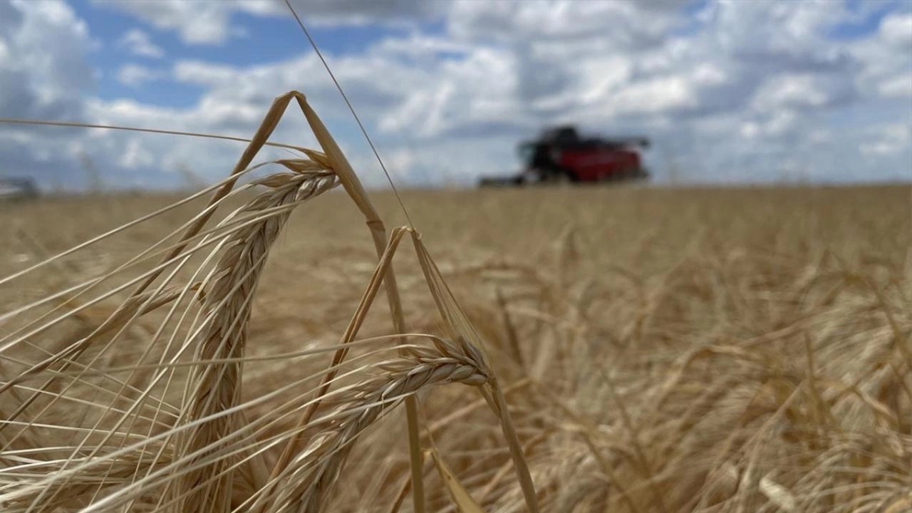 Buğday ve Arpa Fiyatları Yükseliyor! Hasat Sonrası TMO Satış Fiyatının Bile Geçti