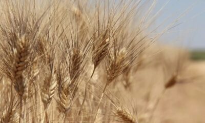 Buğday Fiyatlarındaki Artış Durdurulamıyor! Bir Günde Yüzde 8 Artış! Bu Artışın Sebebi Ne?