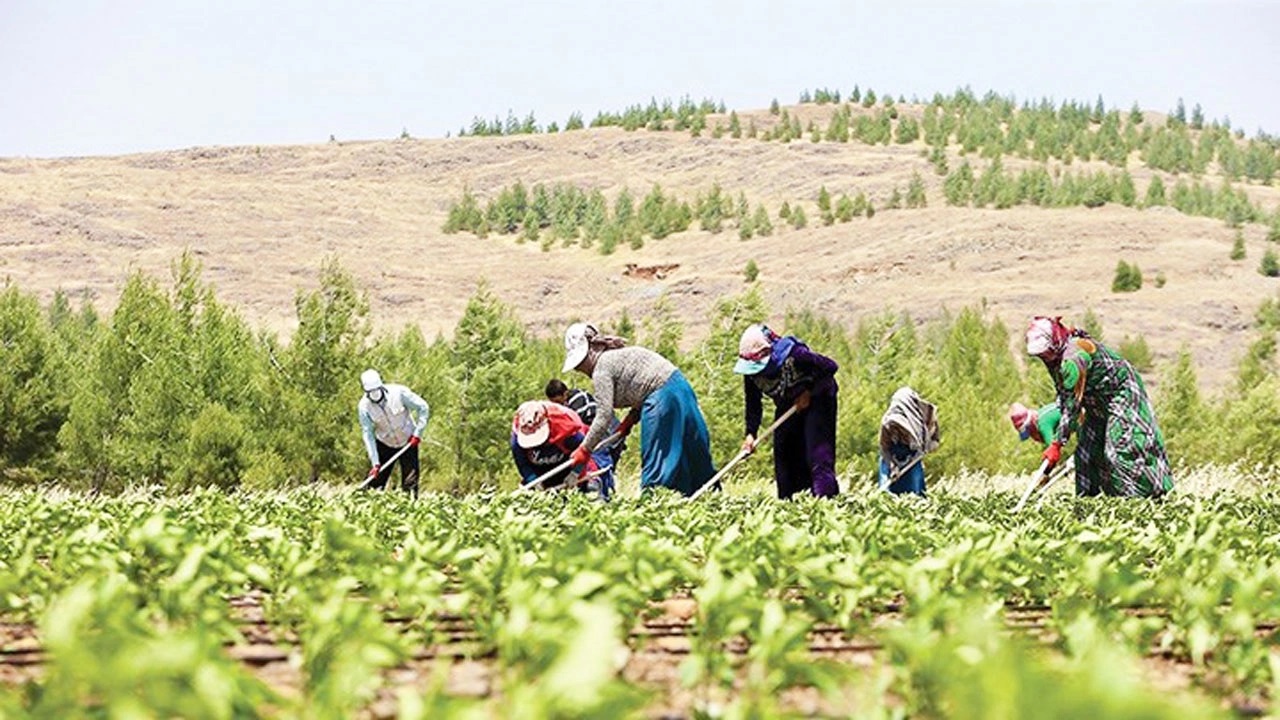 Çiftçiler İçin Müjdeli Haber: Tarımsal Destekleme Ödemeleri Hesaplara Sürprizle Birlikte Yatırıldı