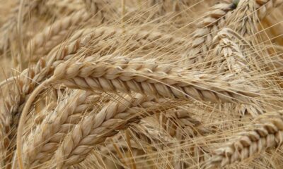 TMO Buğday, Arpa Fiyatları Ne Kadar Oldu? Güncel Buğday ve Arpa Fiyatları Listesi