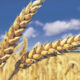 Buğday ve arpa fiyatlarında düşüş yeniden başladı: TOBB güncel listeyi açıkladı. İşte 30 Eylül itibarıyla geçerli olacak buğday ve arpa fiyatlarındaki son durum