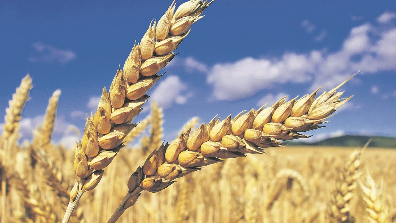 Buğday ve arpa fiyatlarında düşüş yeniden başladı: TOBB güncel listeyi açıkladı. İşte 30 Eylül itibarıyla geçerli olacak buğday ve arpa fiyatlarındaki son durum