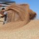 TOBB Açıkladı: Buğday ve Arpa Fiyatları 9 Eylül İtibarıyla Güncellendi