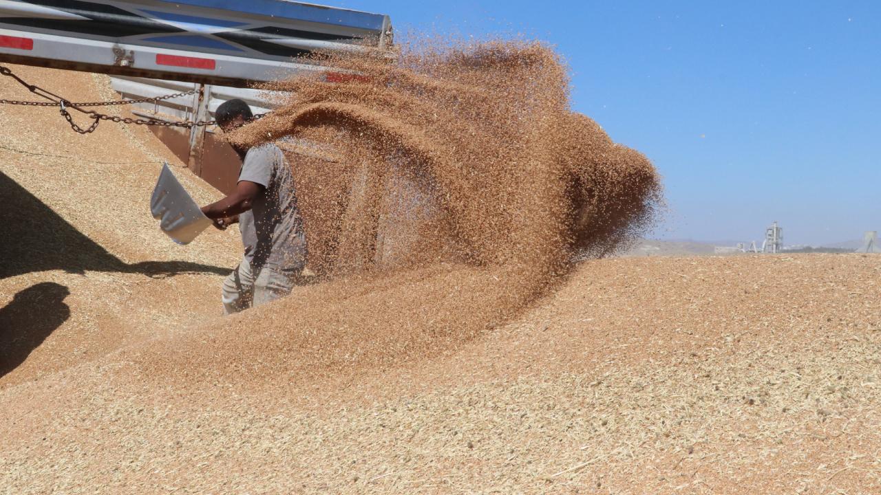 TOBB Açıkladı: Buğday ve Arpa Fiyatları 9 Eylül İtibarıyla Güncellendi