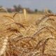 Çiftçiye Müjde! TOBB Güncel Buğday Ve Arpa Fiyatları Yeniden Yükseliyor