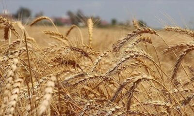 Buğday ve Arpa Fiyatları Yükselişe Geçti! 1 Ekim İtibarıyla Geçerli Olan Buğday ve Arpa Alım Fiyatları