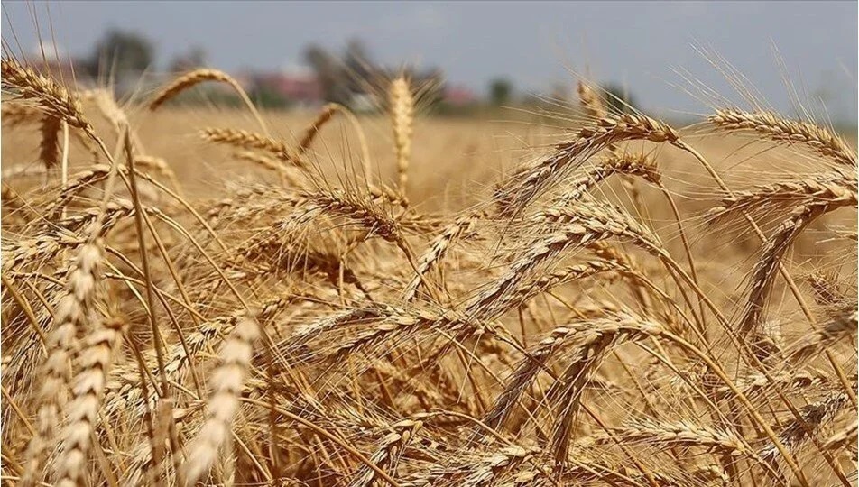 Buğday ve Arpa Fiyatları Yükselişe Geçti! 1 Ekim İtibarıyla Geçerli Olan Buğday ve Arpa Alım Fiyatları