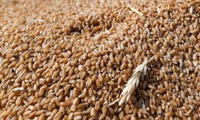 TMO'dan Buğday Fiyatlarına Rekor Artış! Resmi Açıklama Geldi