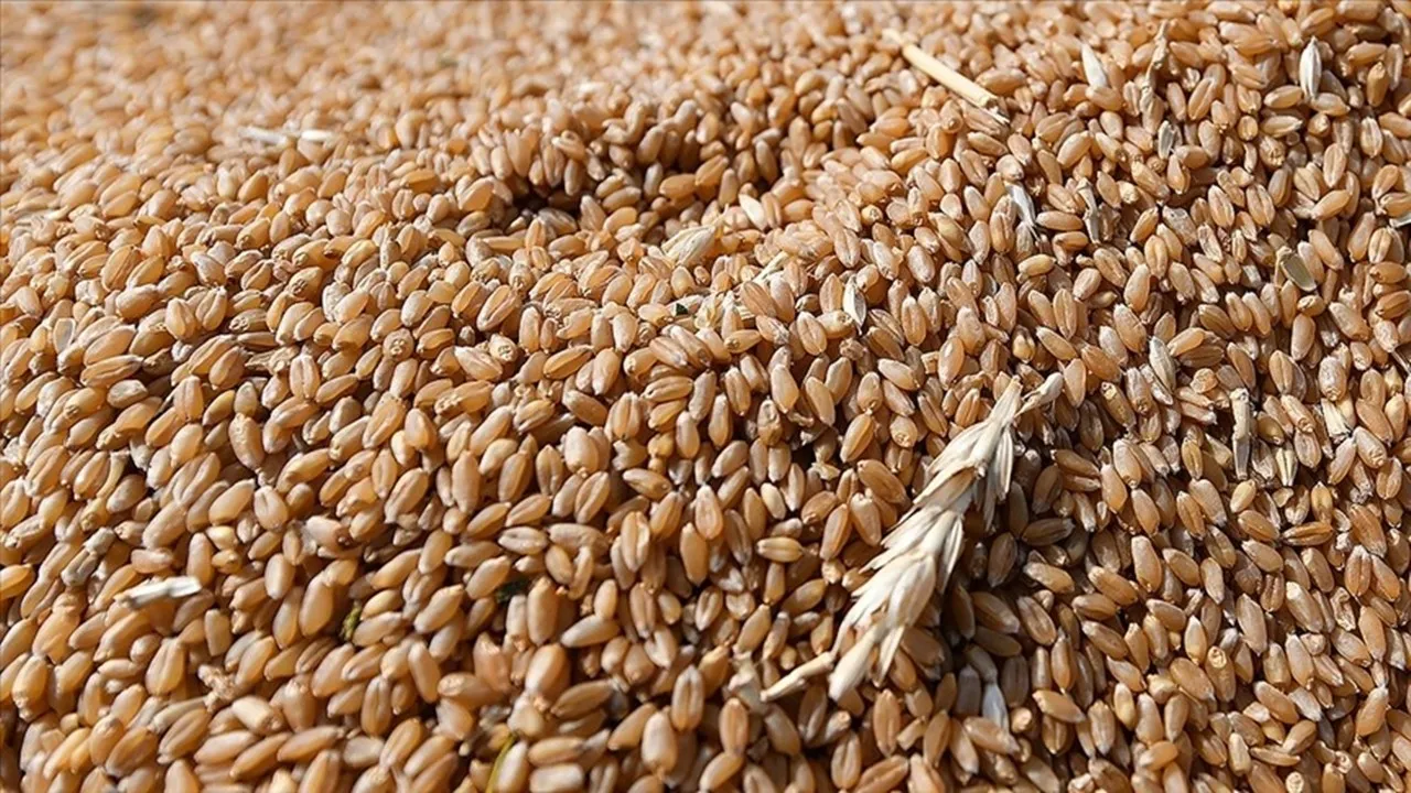 TMO'dan Buğday Fiyatlarına Rekor Artış! Resmi Açıklama Geldi