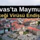 Sivas'ta Maymun Çiçeği Virüsü Endişesi