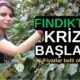 FINDIKTA KRİZ BAŞLADI: Fındık yevmiye ücretleri belli oldu!