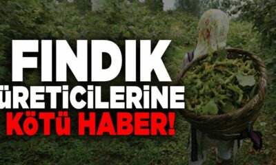 Fındık Üreticilerine Darbe Üstüne Darbe! Karar Açıklandı