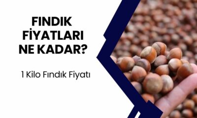 Yeni Fındık Fiyatları Belli Oldu! Kilo Fiyatı İçin Bu Kadar Ödenecek