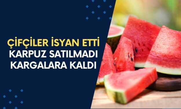 Çiftçinin Karpuzları Kargaların Eline Kaldı! Çifçiler İsyan Etti: Satamadık, Kargalar Yedi